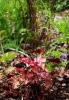 This July 28, 2014 photo shows Peach Carnival Parfait coral bells with flashy leaves from which emerge rather dainty and subdued flowers in New Paltz, New York. (AP Photo/Lee Reich)