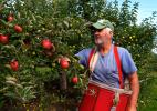 TIMES NEWS FILE PHOTO Richard Graver, owner of Graver's Orchard in Lehighton, is shown picking apples from his farm. Graver is one of the many area farmers who grow and sell their produce locally.