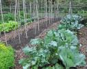 AP Photo/Lee Reich A garden with cabbage and other seasonal greens in New Paltz, New York. Growing fall vegetables is like having a whole other growing season in the garden. Cool weather brings out the best flavor from vegetables such as kale, …