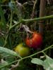 In this photo taken on Aug. 22, 2014, tomatoes ripen in the organic garden beds of the Bloomington Fire Department in Bloomington, Ind. Firefighters tend to the gardens each day as part of their routine duties and eat the produce they harvest. (AP…