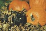 Keep pets safe on Halloween too