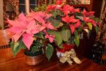 @$:KAREN CIMMS/TIMES NEWS Poinsettia plants are popular around Christmas, and will thrive as a houseplant with proper care. It's even possible to get them to rebloom next year, if you are diligent about giving them 15 hours of darkness each night,…