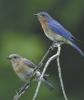 PHOTO COURTESY METROGRAPHICS Attract bluebirds to your yard by offering spice and suet.