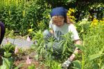 Stacey Solt/Special to the Times News Janet Maurer, a volunteer at the Lehigh Gap Nature Center, works in the center's certified pollinator garden. The center's garden is one of five certified pollinator gardens in the area that will be open for…