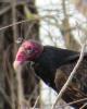 A turkey vulture doesn't have talons like other birds of prey. Their feet are chickenlike. BARRY REED PHOTO