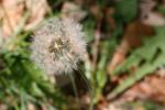 The fluffy white ball of a mature dandelion with the seeds ready to scatter and colonize disturbed soil. DEAN FOSDICK VIA AP