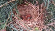 A song sparrow nest in a fir tree with young.