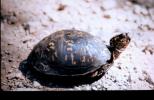 Box Turtle. BARRY REED/SPECIAL TO THE TIMES NEWS