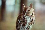 Red phase adult female screech owl. BARRY REED/SPECIAL TO THE TIMES NEWS