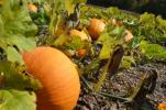 You can pick your own pumpkins at Graver's Orchard in Lehighton.