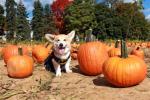 This Oct. 17, 2015 photo provided by Marc Dalangin shows his Welsh corgi, Wally, dressed in a Batman costume at Conklin Farms in Montville, N.J. Wally has dressed as a banana, a dinosaur, Michael Jackson and Elvis. But he doesn't go out anymore…