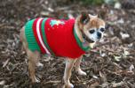 This Dec. 5, 2015 photo shows an 8-year old Chihuahua named Coco out in the winter cold in his new Christmas sweater in Los Angeles. Ugly sweaters aren't just a Christmas tradition for people. Cats, dogs and even guinea pigs are joining the party…