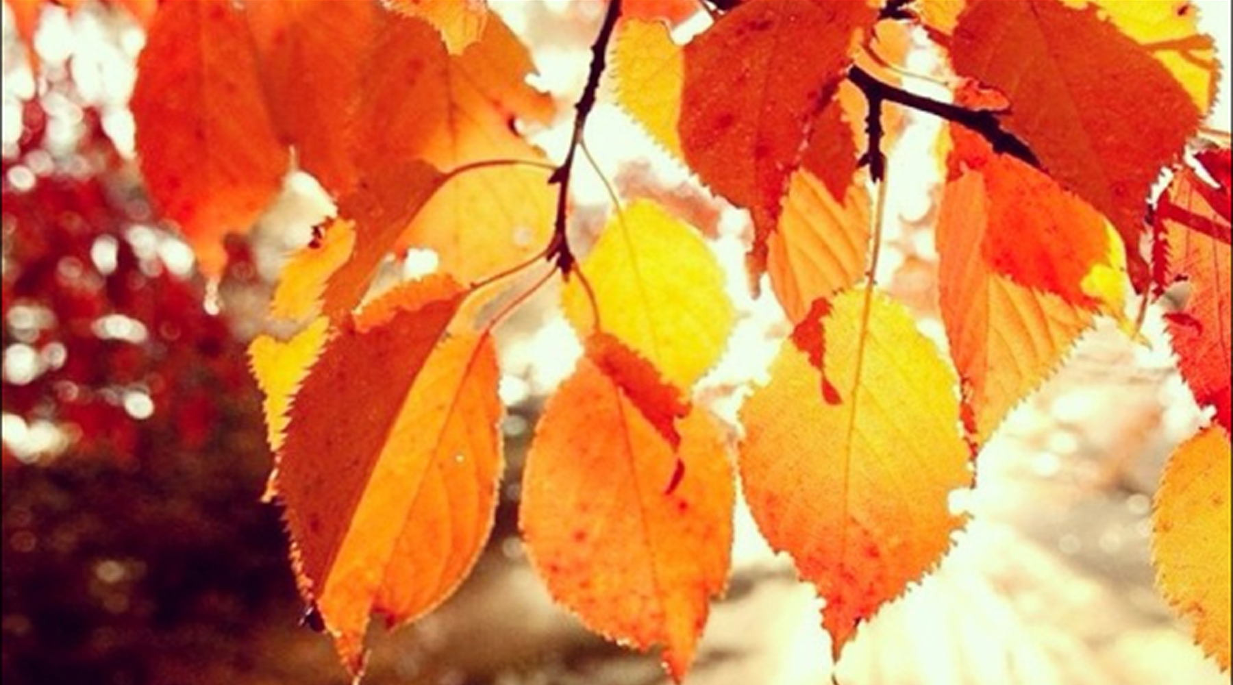 Fall Leaves