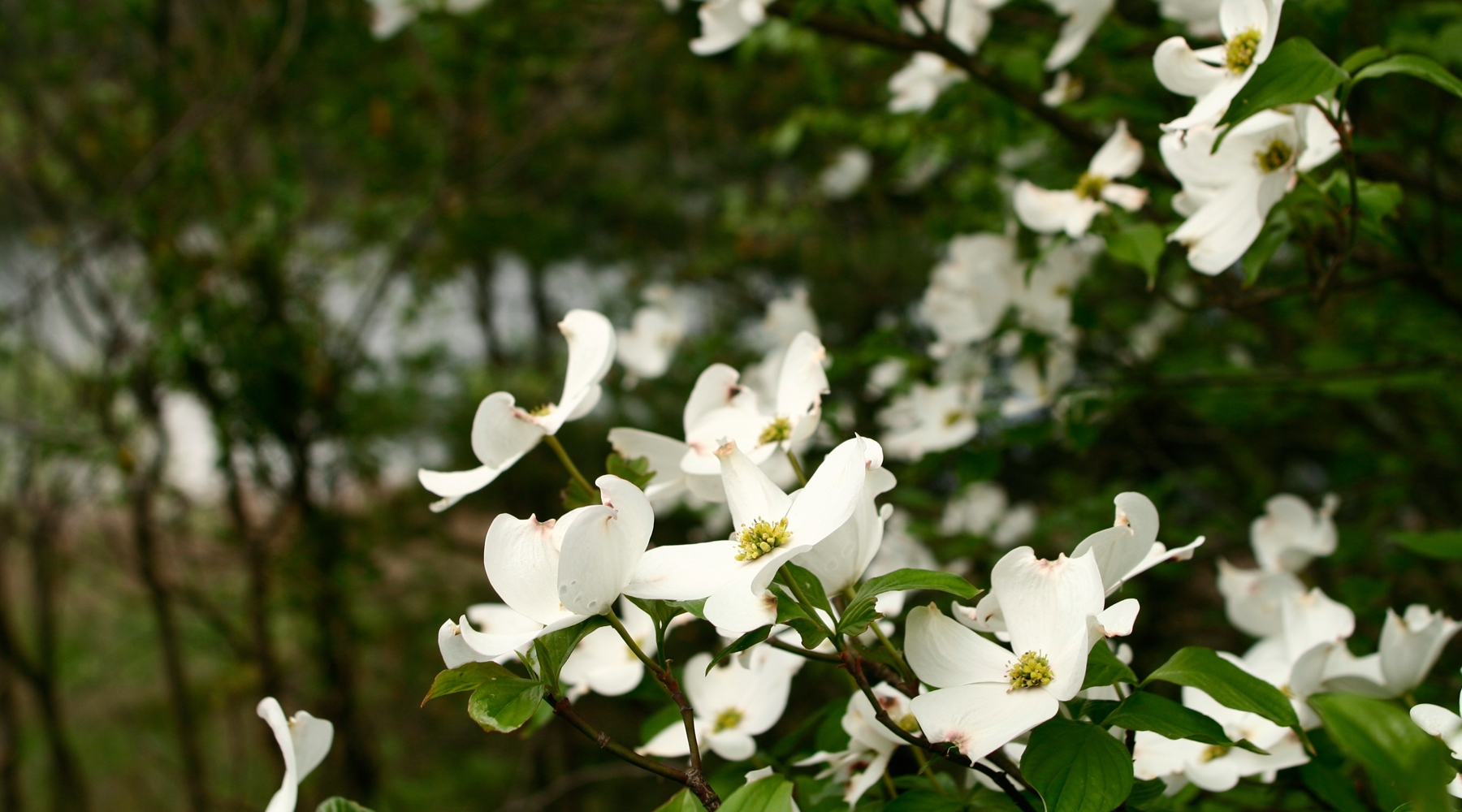 Spring Blossoms 1800