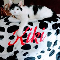 Kiki, Freedom Fences Meow Manor alumni.
Service Project: Donations made to www.freedomfences.org