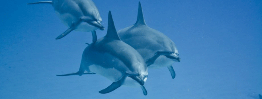 Product Wild Dolphin Excursion