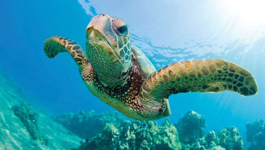 Product Morning Turtle Snorkel  (May - November Only)