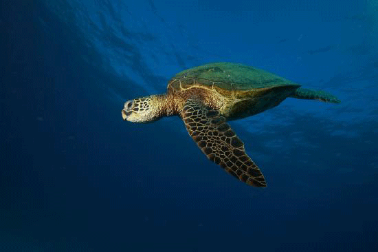 Product Afternoon Turtle Snorkel With Lunch