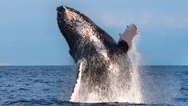 Product Whales Guaranteed - Kewalo