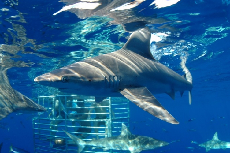 Product Shark Encounter