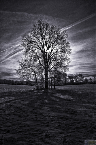 Photography-B&W 8175 untitled