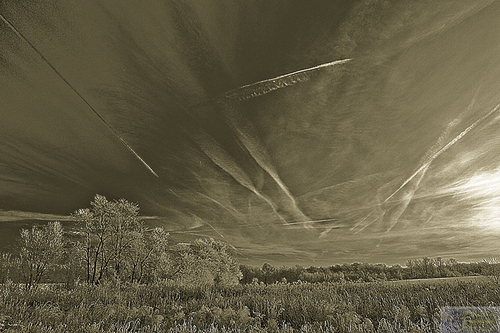 Photography-Field of Trails