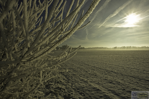 Photography-Landscape-Frosty Limbs, Contrails, and Field