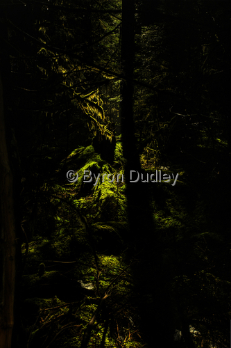 Photography-Nature-The Willamette