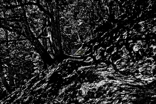 Photography-Branches of Shadows n Light