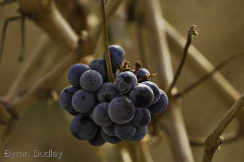 Photography-Mythical Grapes