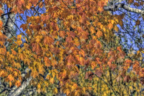 Photography-Park Street Foliage #1