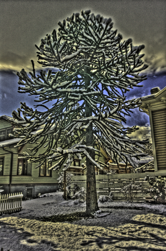 Photography-Siskiyou Boulevard