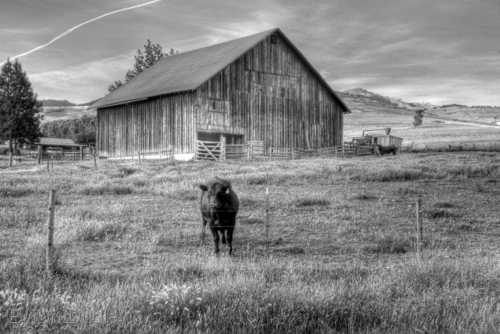 Photography-Cowtrails B&W
