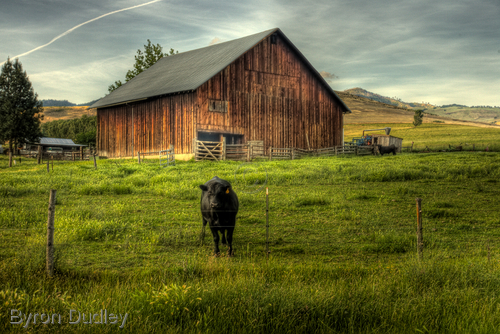 Photography-Cowtrails