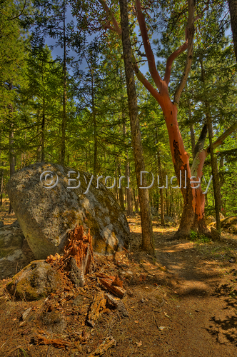 Photography-Landscape-Broken Red Stump