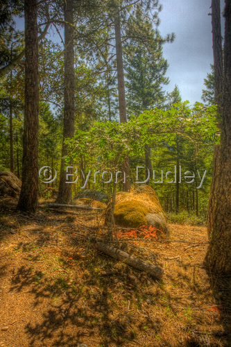 Photography-Landscape-leaves reflection