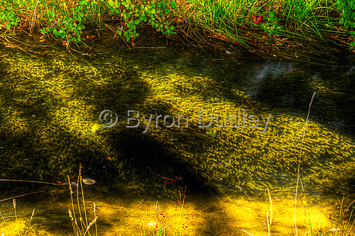 Photography-Waterbed Quilt