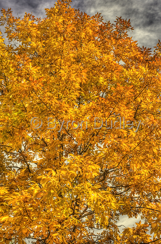 Digital Art-Leafy Foliage #2