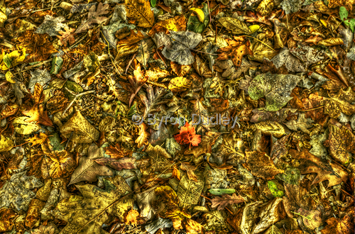 Digital Art-The Red Leaf