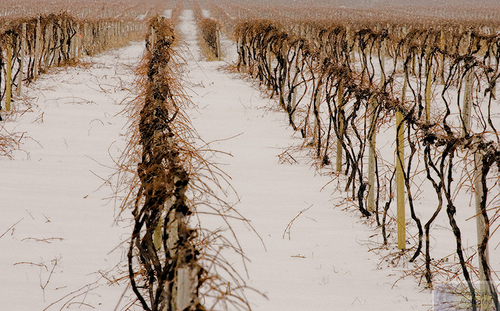Photography-Nature-Great Lakes Vineyard