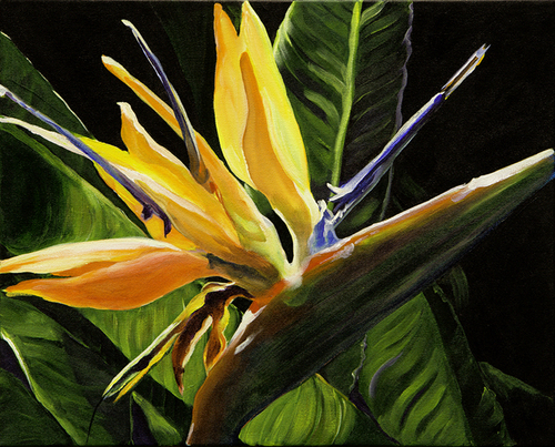 Bird Of Paradise