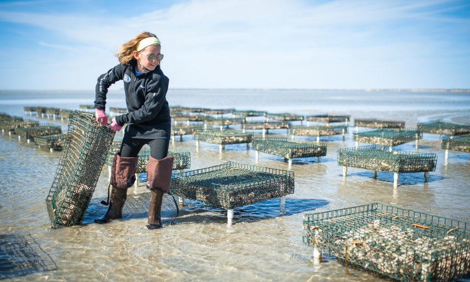 Cape Cod Oyster Tours - Ocean Edge Resort on Cape Cod
