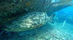 Photo of the dive center