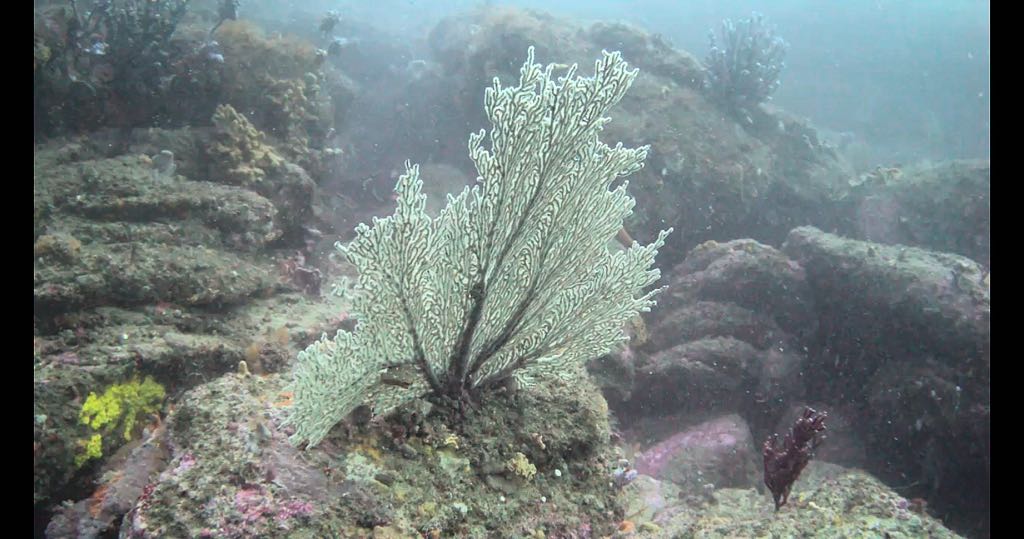 Cover photo of the dive