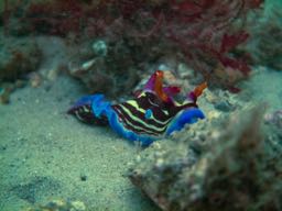 Photo of the dive center