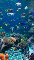 Photo of the dive center