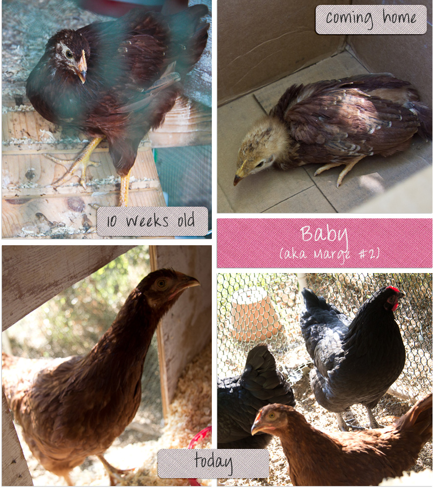 RIR Pullet Montage