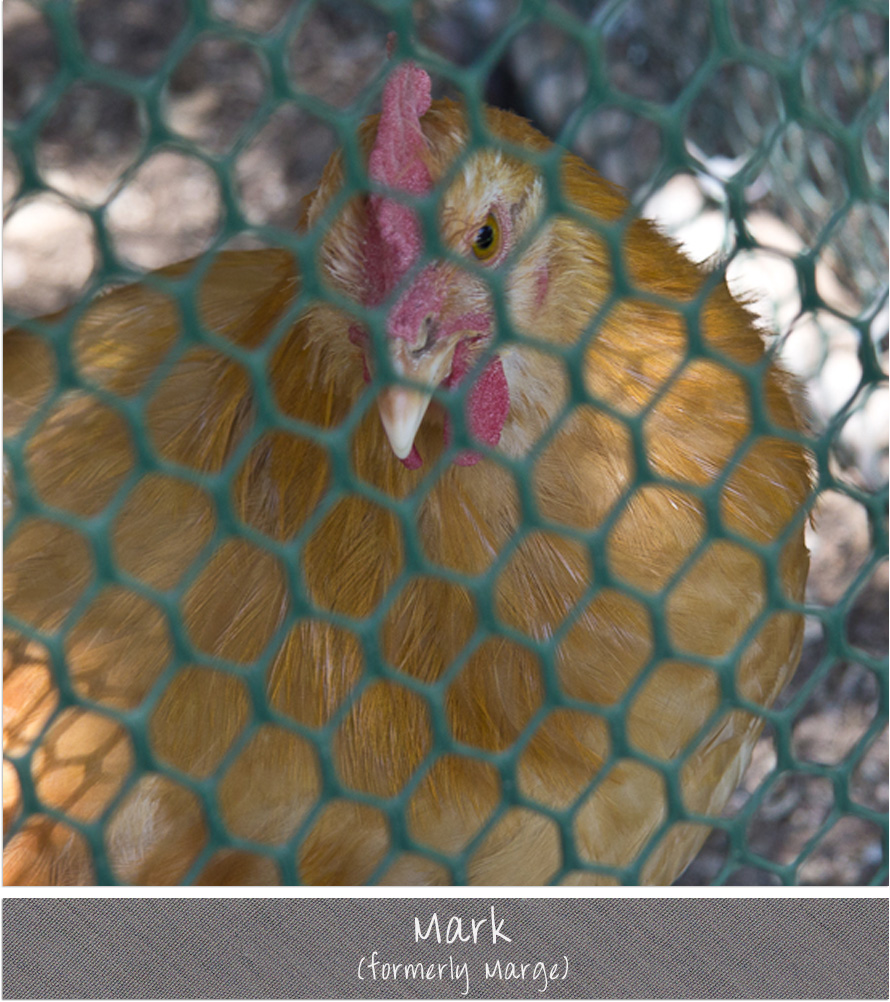 Photo of BO cockerel