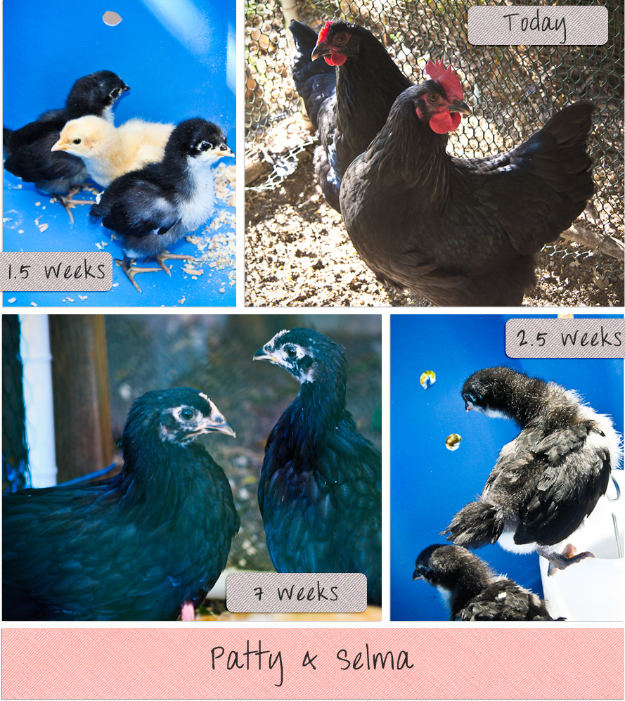 BA hens montage
