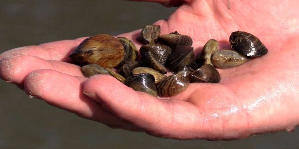 INTERVIEW Entrepreneur finds use for invasive zebra mussel